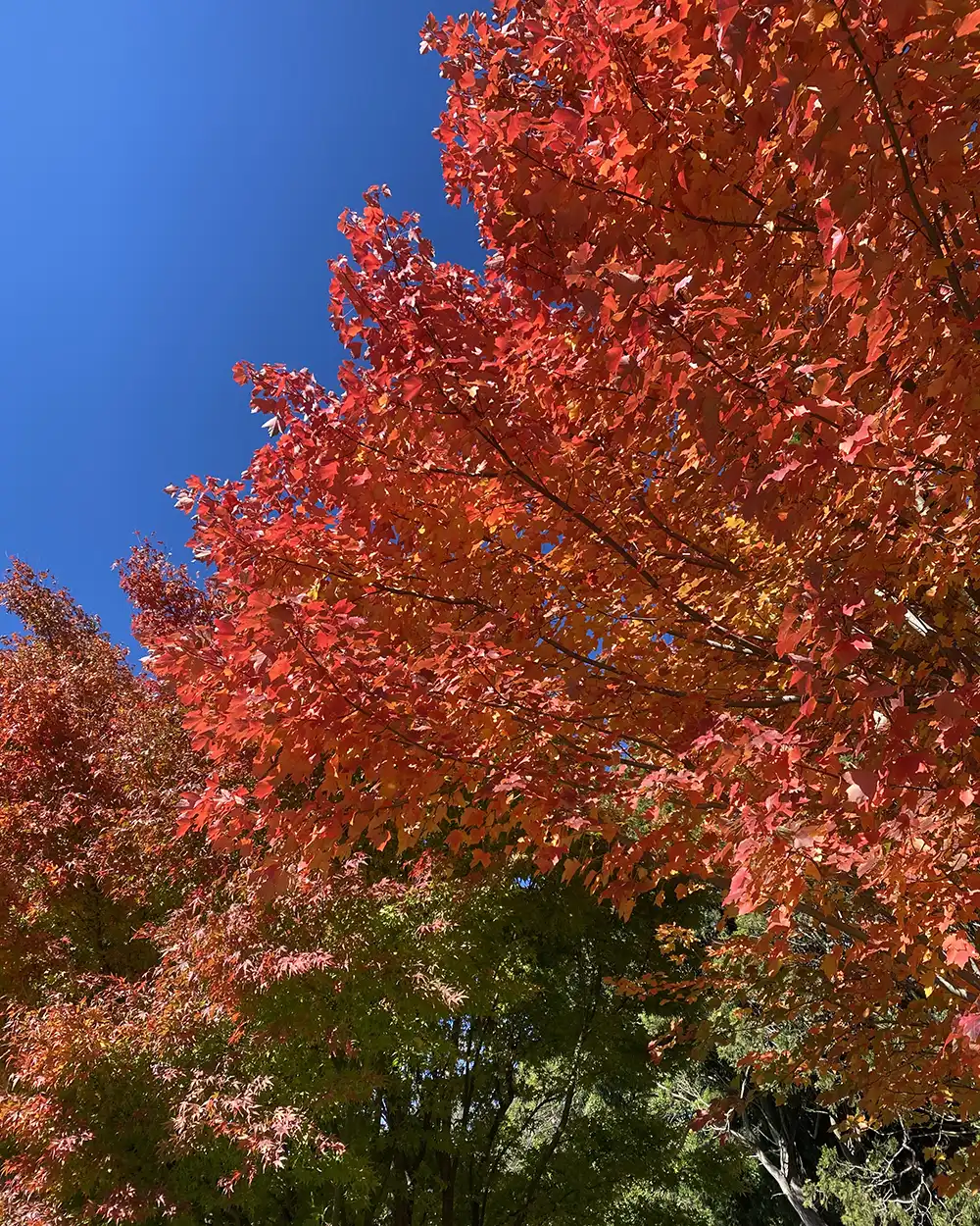 Southern Highlands Autumn Leaves