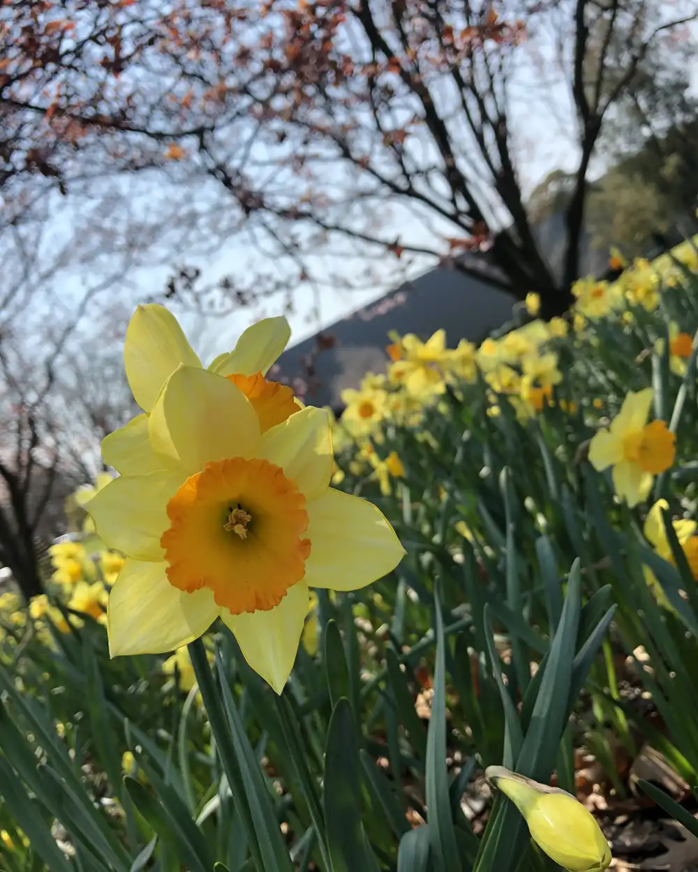 Southern Highlands daffodils