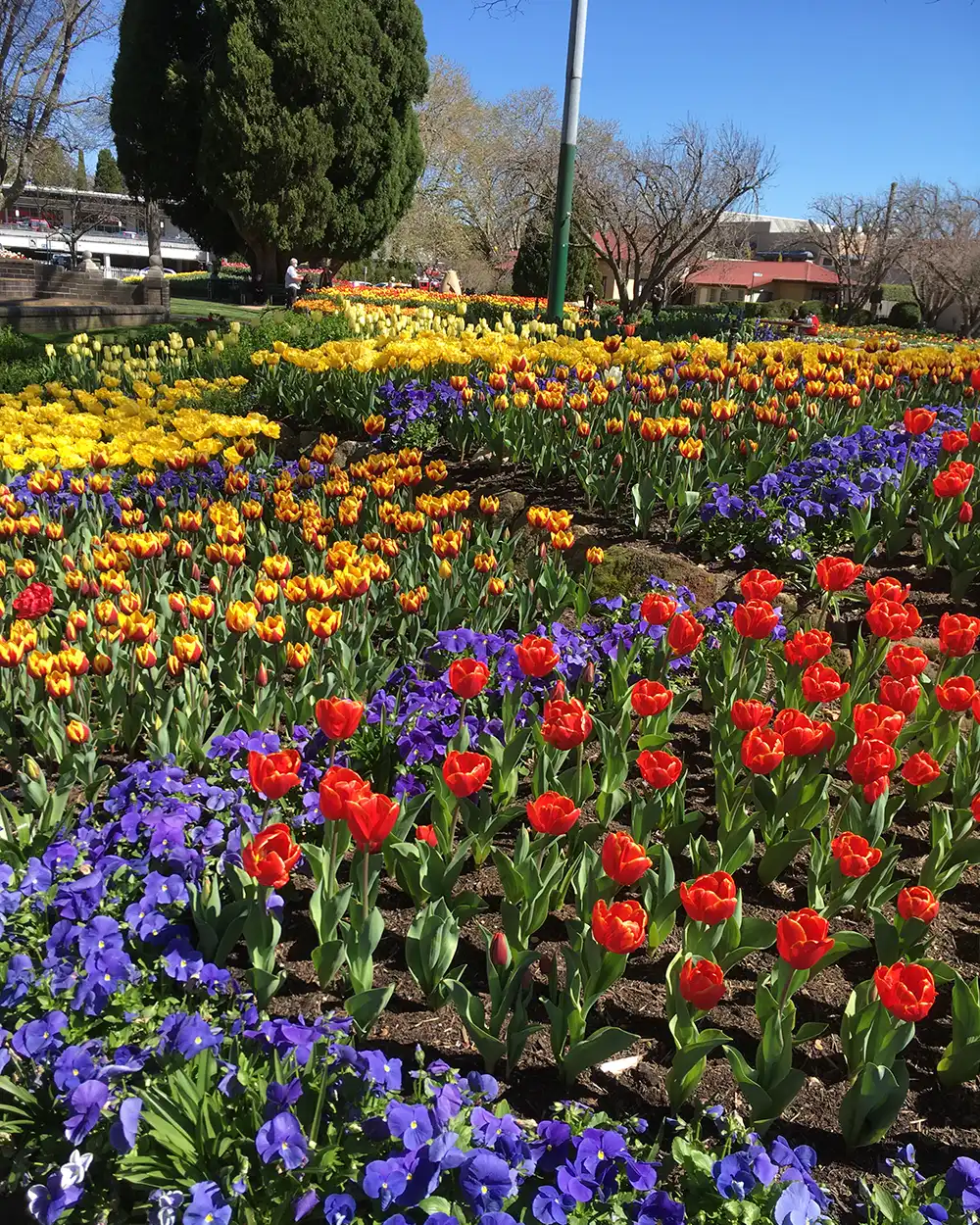 Southern Highlands Tulip Time