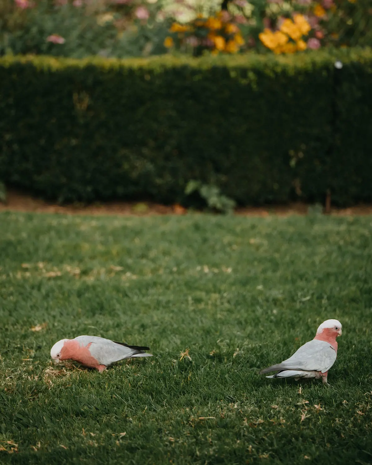 Kenilworth Gardens Estate - Independent living village in Bowral NSW
